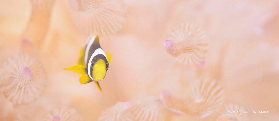 クマノミ幼魚・7月の伊豆の水中生物写真