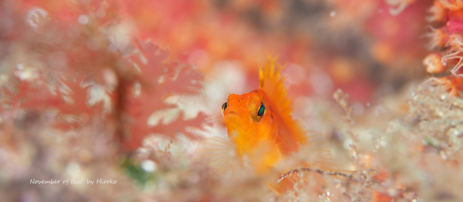 オキゴンベと紅葉・秋の伊豆の水中生物写真