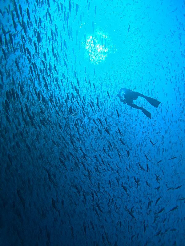 魚影満点＠伊東ボートダイビングツアー