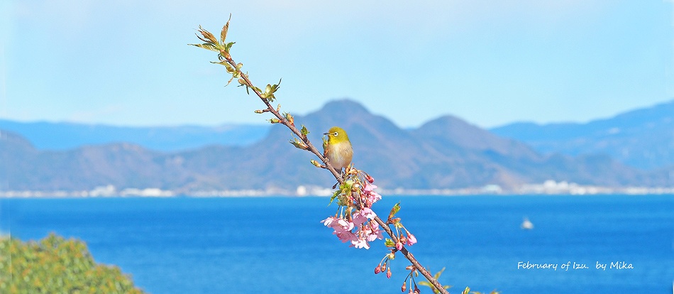 メジロと寒桜・河津桜・冬の伊豆の陸上風景写真