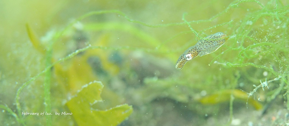 ヒメイカ・冬の伊豆の水中生物写真