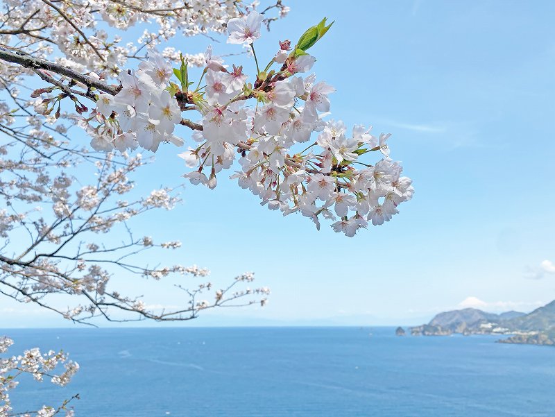 富士山と海と桜＠雲見・田子ダイビングツアー