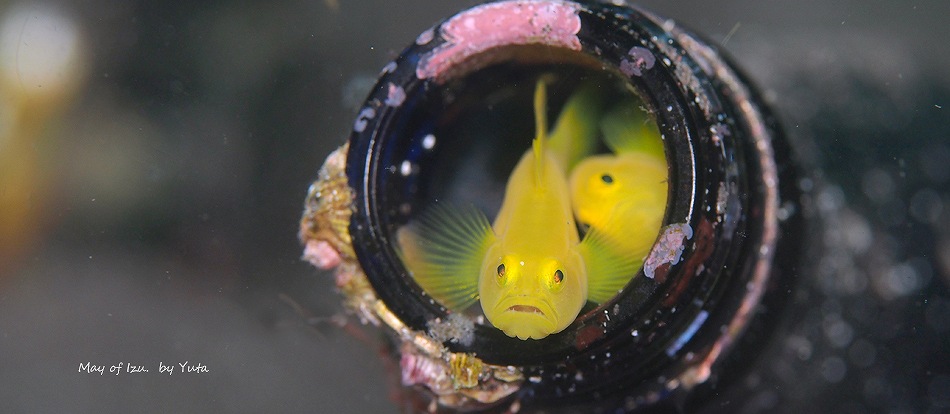 ミジンベニハゼのペア・5月の伊豆の水中風景写真